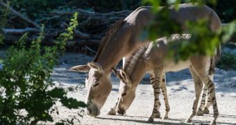 Zoo in Switzerland announces the birth of a Somali wild ass foal