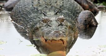 A saltwater crocodile attacks one adult and one child in Australia, possibly eating the girl