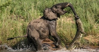 Crocodile Attacks Elephant, Bites the Pachyderm by Its Trunk