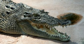 Boy in Australia is believed to have been killed by a crocodile