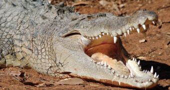 Crocodile is let loose on plane, aircraft crashes and kills 19 people