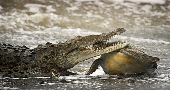 Photo shows crocodile attacking a turtle, grabbing it by the head