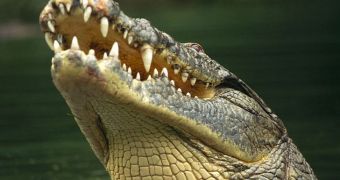 The skin on the crocodile's face has an increased sensitivity