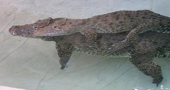 Male crocodile pictured giving his mate a piggyback ride