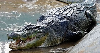 Study finds crocodiles sometimes hunt in groups