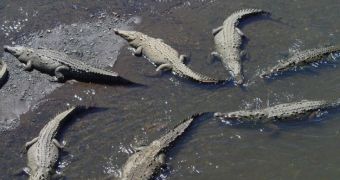 Crocodiles can use ocean currents to navigate between islands in the South Pacific Ocean