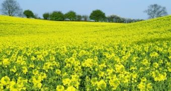 New technology might improve on the use of rapeseed in feeding livestock