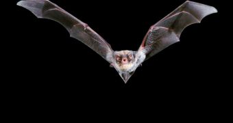 A bat in flight could be ferrying disease to other species