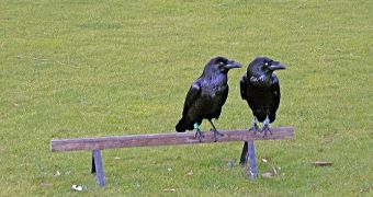 Crows were proven capable of using tools to extract beetle larvae from wood in their natural ecosystems too