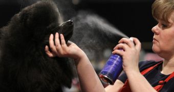 Crufts drops its ban on using hairspray and cosmetics to pretty up dogs