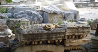 Not the actual cat nor the actual ruins