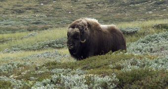 Species such as the Muskox move further north as global warming is rising Arctic temperatures