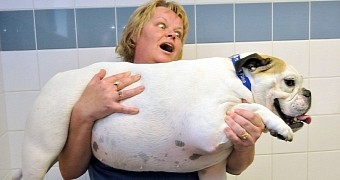 Plump Bulldog Goes on a Diet, Drops 8 Kilograms (17.6 Pounds)