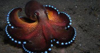 Scientists explain how and why octopuses can survive in poorly-oxygenated environments