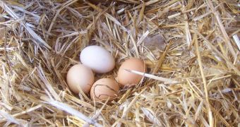 It's much more difficult and stressful for hens to produce large eggs than it is to make more medium-sized ones