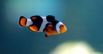 Experts believe that Finding Nemo has encouraged the trade of cute marine creatures