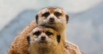 Meerkats stop feeding their offspring when their pups' voices change to a lower pitch