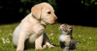 Cute puppies and kittens are likely to spark aggressive behaviors