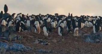 Image of Ad?lie penguins in the Antarctic environment