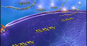 A new DNA-based computing scheme uses short pieces of RNA [below pink markings] to deactivate genes introduced to human cells