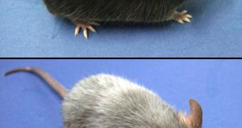 Hair in mice turned gray after their cells were subjected to chemotherapy