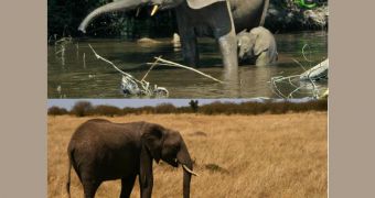 The African contnent has two species of elephant.