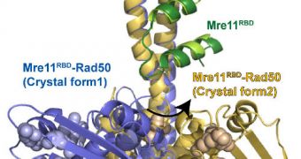 X-ray crystal structures reveal never-before-seen details of where Mre11 interfaces with Rad50