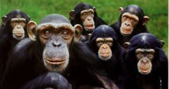 Common chimps