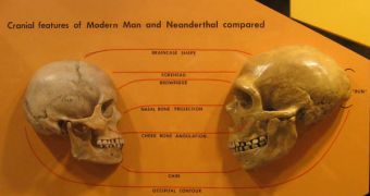 Neanderthals could also sense bitter tastes, a new study has found