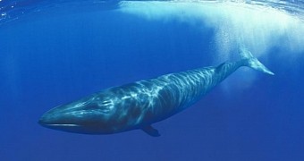 DVD Case Cuts Open Whale's Stomach, Kills the Poor Animal
