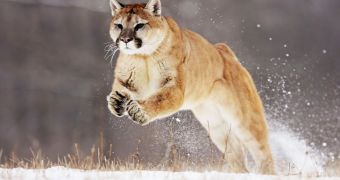 Mountain lion kills Dachshund in Colorado