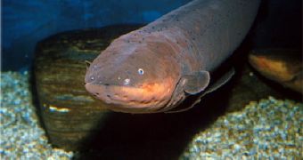 Eels are making a comeback in Virginia