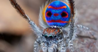 The peacock spider is known for his bright colors