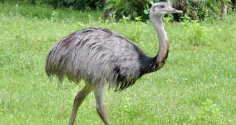 A giant rhea is on the run in Hertfordshire