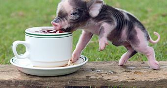 A micro or teacup pig can go for as much as $1,000
