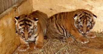Tiger cubs born at zoo in Kansas are growing stronger every day