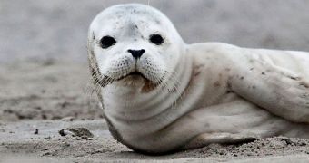 Baby harbor seal (not pictured) is rescued by conservationists in Atlantic Beach