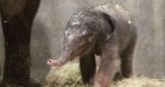 Saint Louis Zoo now home to baby Asian elephant