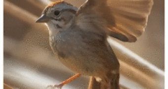 Swamp sparrow