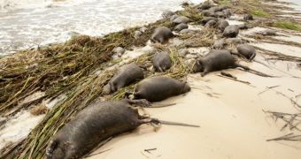 Dead Rats Wash Ashore by the Thousands on Mississippi Beaches