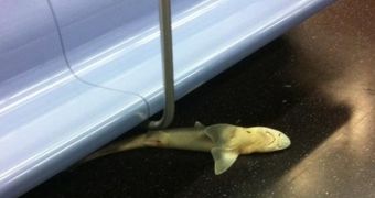 A shark turns up on the subway