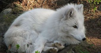 The arctic fox once lived in a much wider ecological range; climate change drove it north