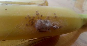 Spiderlings of the Brazilian wandering spider species travel to the UK on banana, end up in supermarket