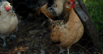 New version of herpesvirus infects Australian chickens