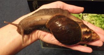 Giant African land snail (not pictured) found by woman in Houston