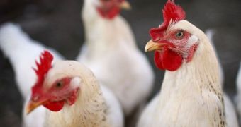 Avian flu virus may have been passed between humans