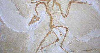 Archaeopteryx fossil with opisthotonus