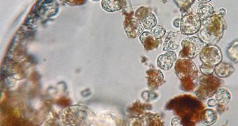 Ancient crystal samples reveal living, 34,000-year-old bacteria