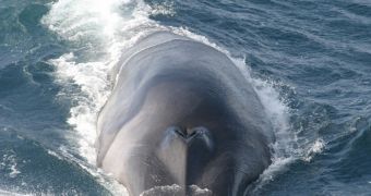 This is a fin whale breaching