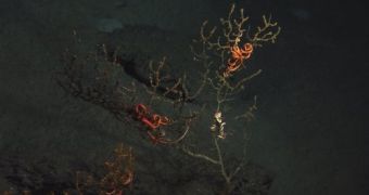 Deepwater Killed Deep-Sea Corals